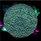 Orion Wreath-Duo-Chrome Shifting Eyeshadow