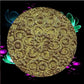 Venus Tea Garden-Duo-Chrome Shifting Eyeshadow